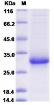 SDS-PAGE (NOG-204H).jpg